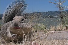 squirrels 5.jpg